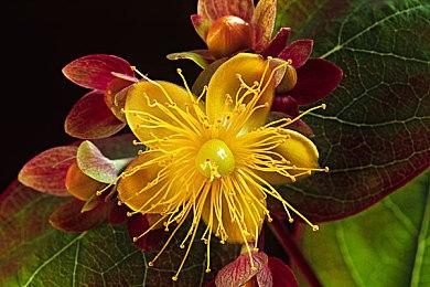 《龙之信条2》18分钟魔弓手试玩演示